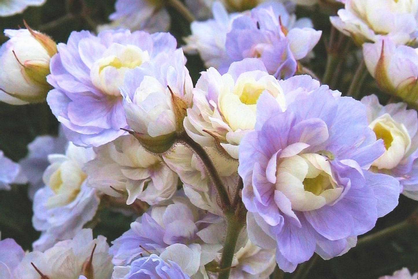 Geranium pratense 'Summer Skies' Garten-Storchschnabel