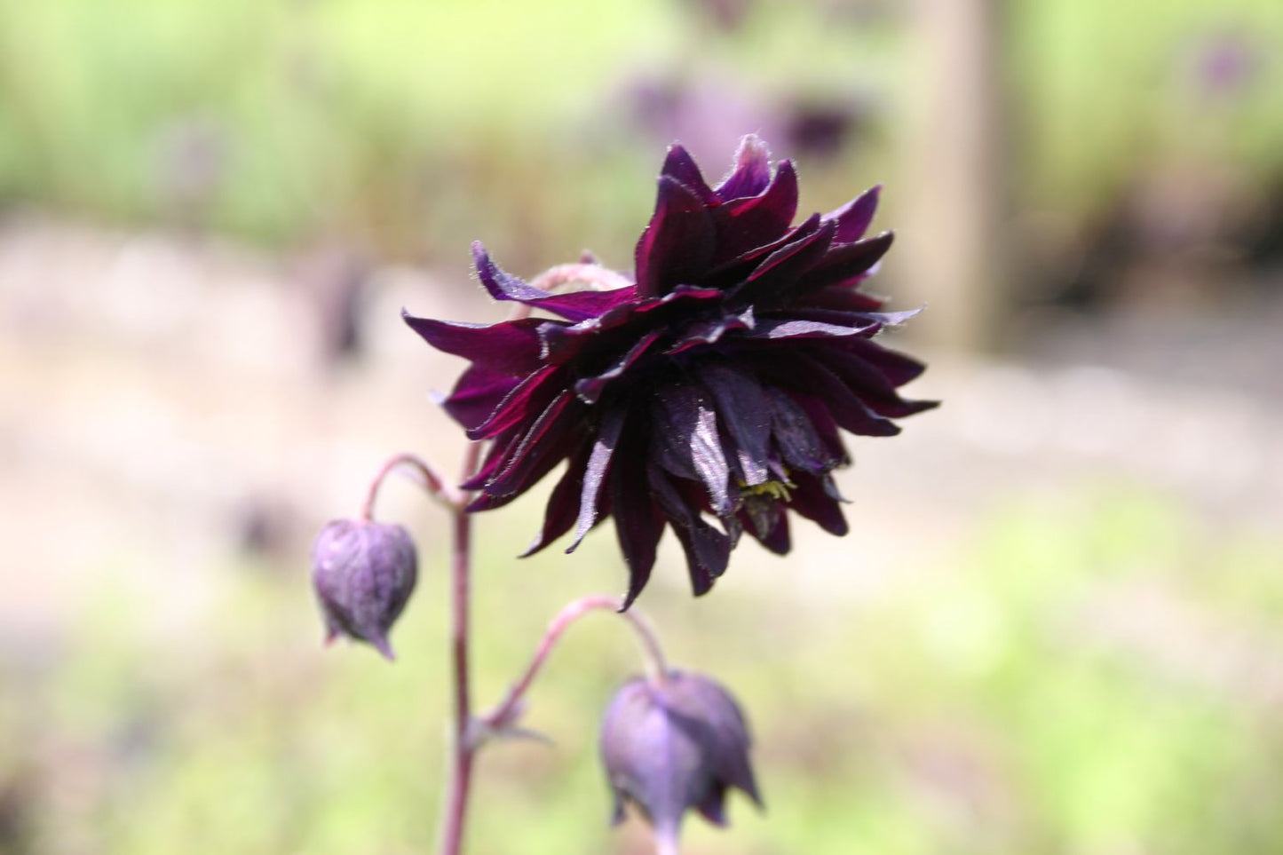 Aquilegia vulgaris var. stellata 'Black Barlow' (Gefüllte Akelei)