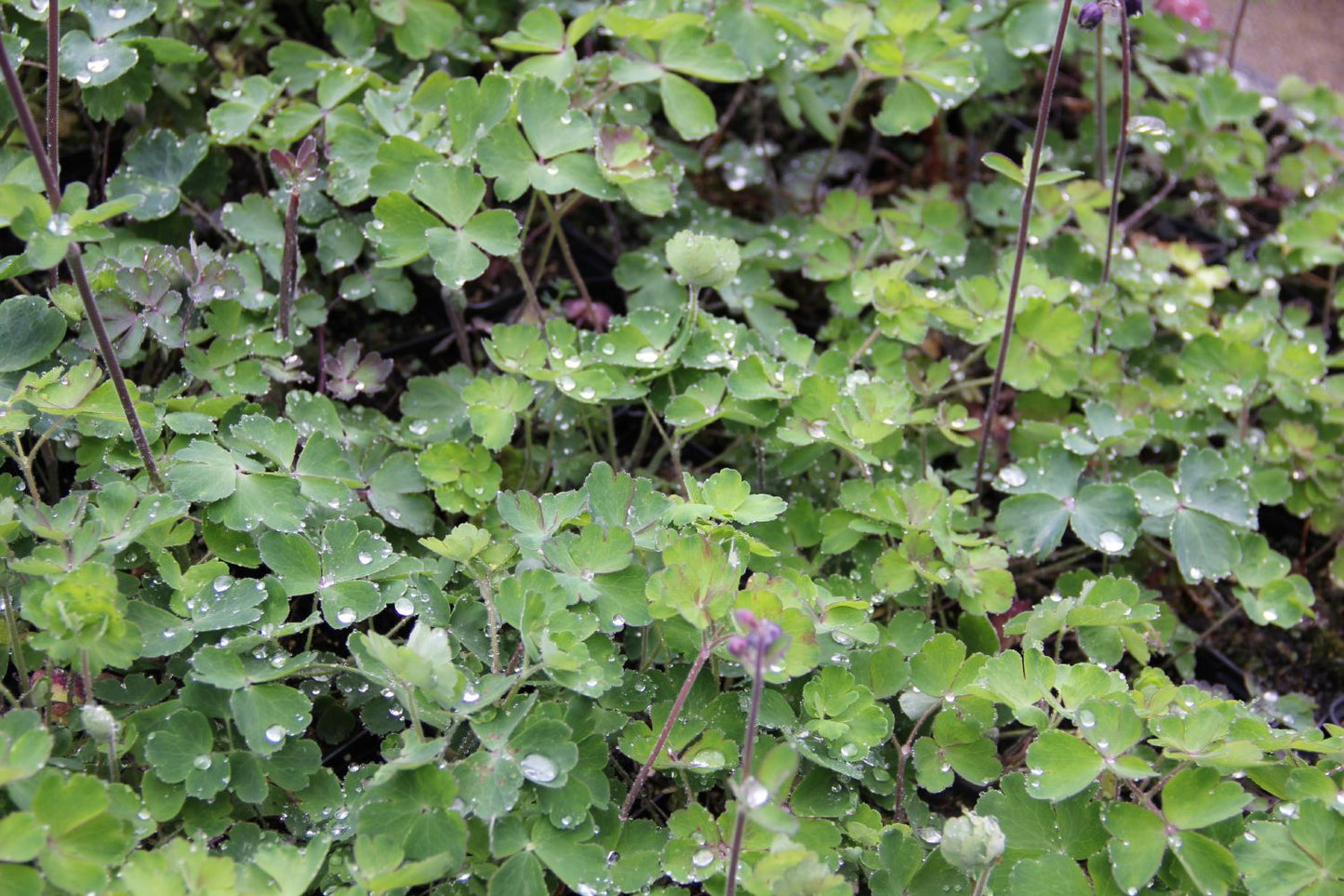 Aquilegia vulgaris var. stellata 'Black Barlow' (Gefüllte Akelei)