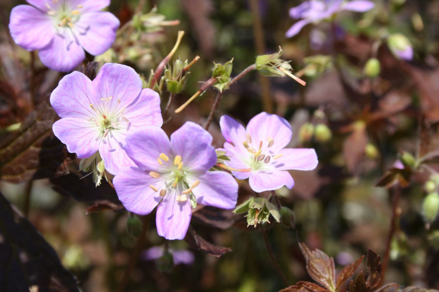 Geranium maculatum 'Elizabeth Ann' ® Gefleckter Storchschnabel