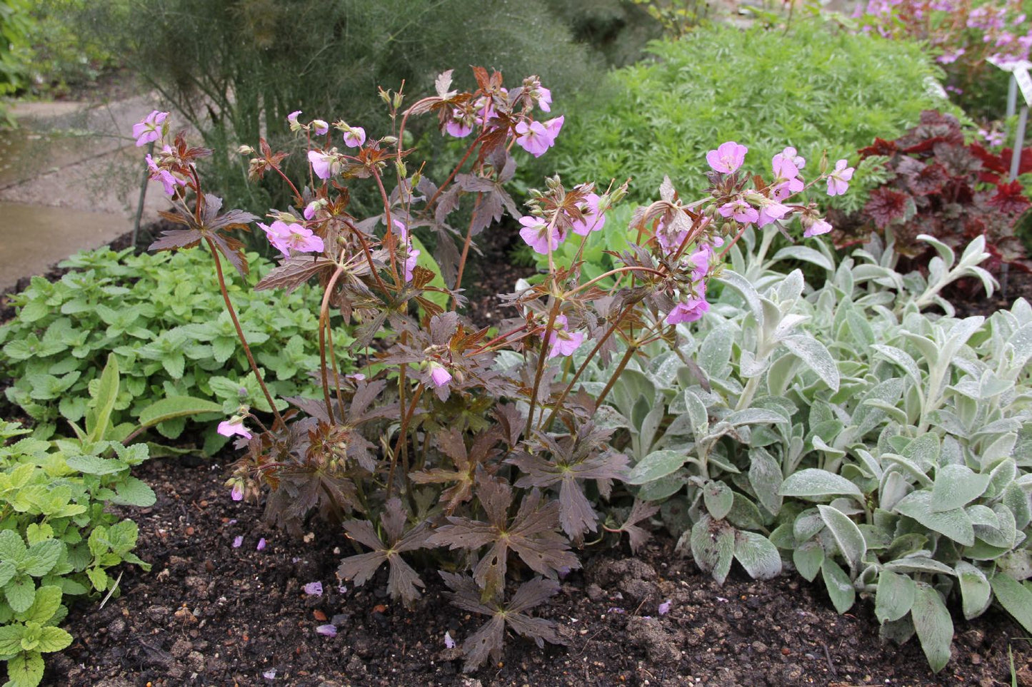 Geranium maculatum 'Elizabeth Ann' ® (Gefleckter Storchschnabel)
