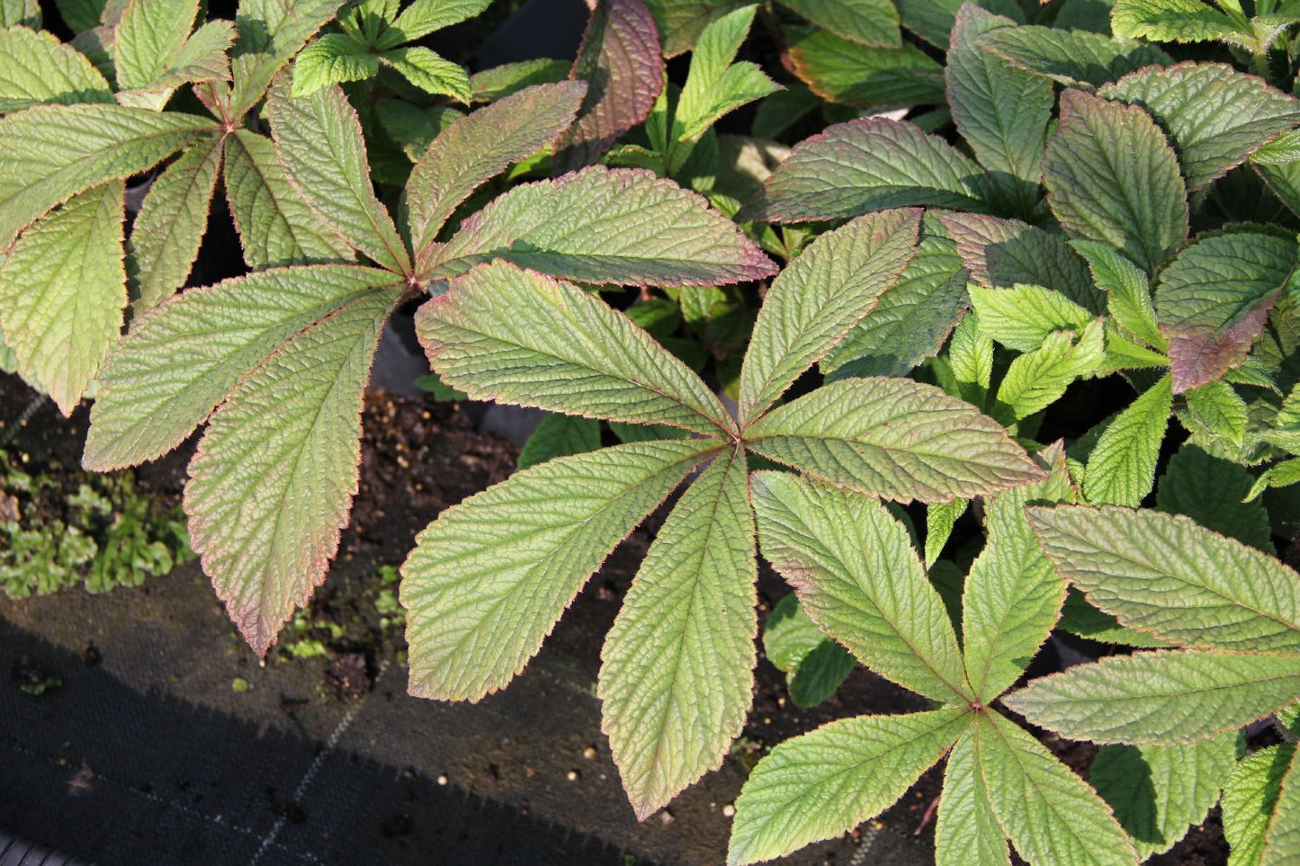 Rodgersia pinnata 'Chocolate Wings' ® Fiederblättriges Schaublatt