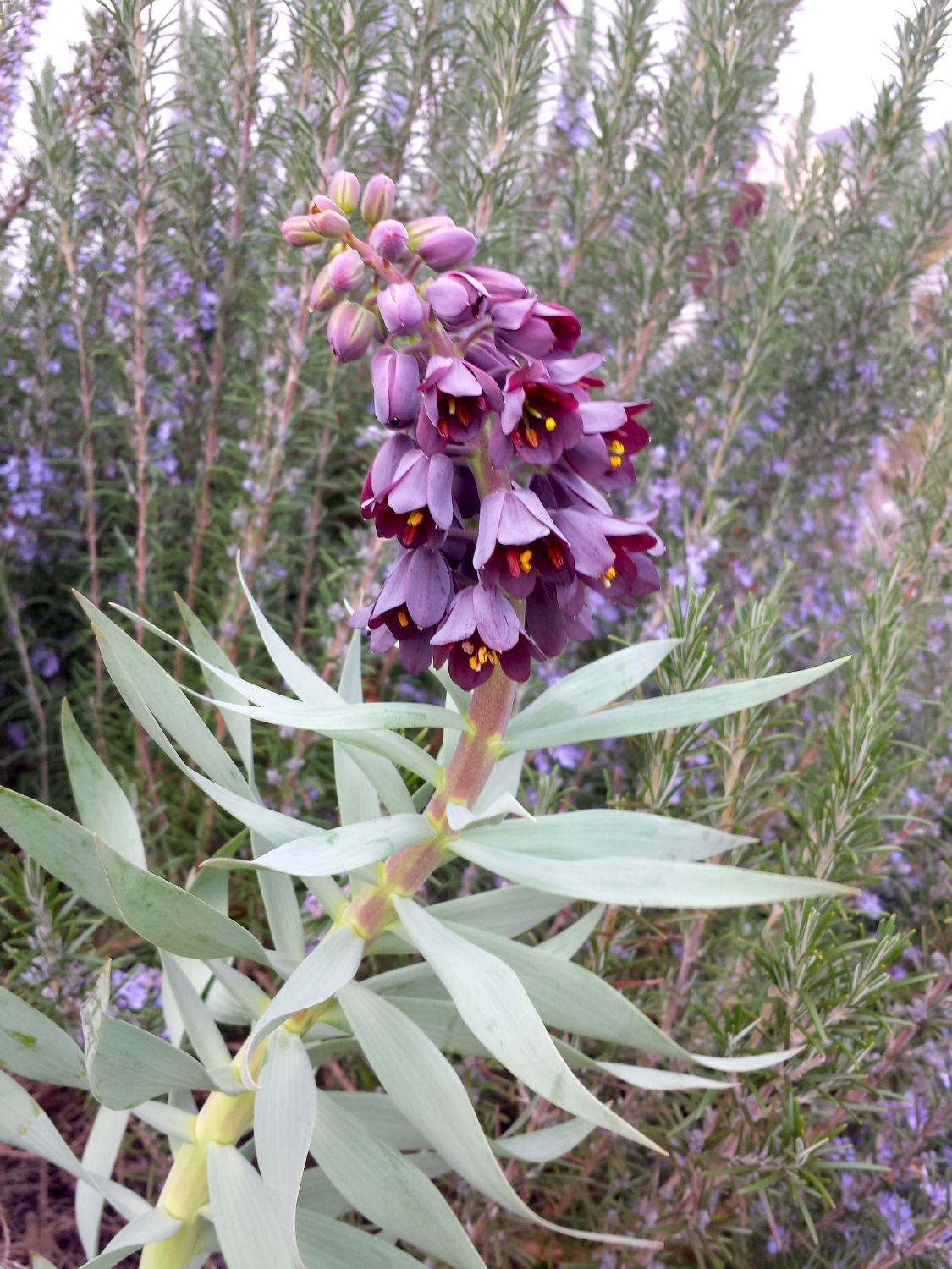 Fritillaria persica 'Adiyaman' Persische Kaiserkrone