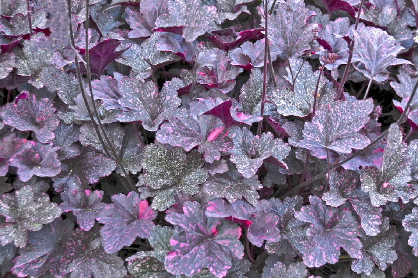 Heuchera 'Midnight Rose' ® (Kleinblütiges Silberglöckchen)