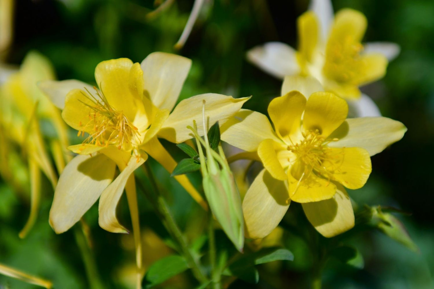 Aquilegia caerulea 'Maxi' (Langspornige Garten-Akelei)