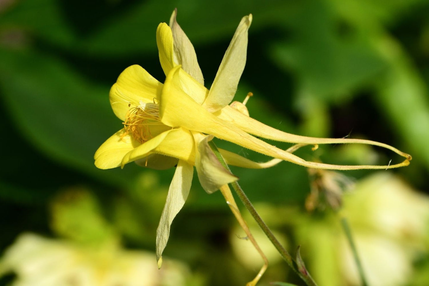 Aquilegia caerulea 'Maxi' (Langspornige Garten-Akelei)