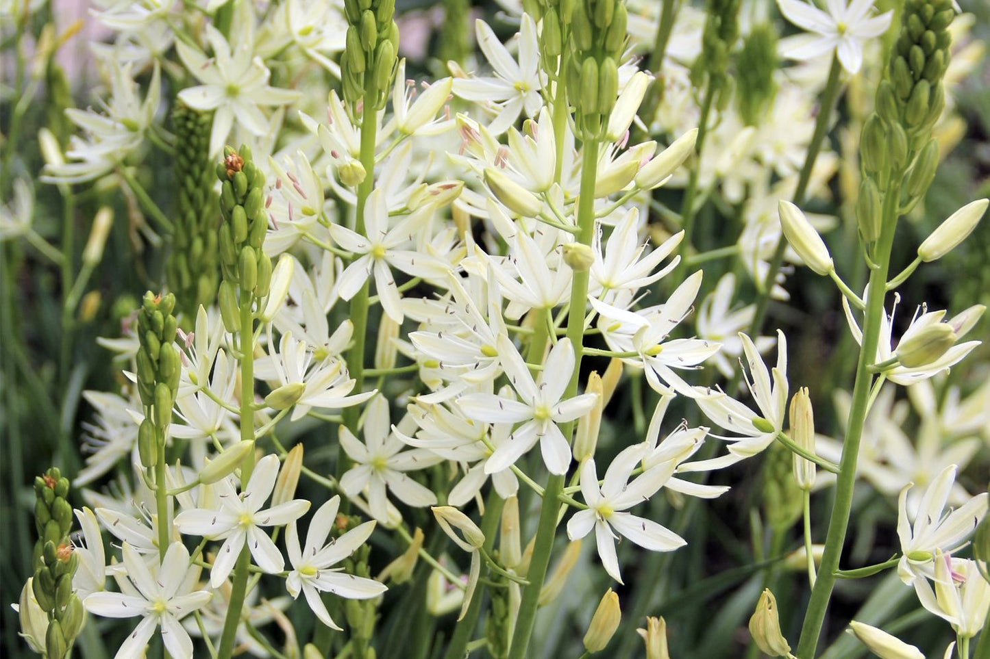 Camassia leichtlinii 'Alba' (Leichtlins Prärielilie)