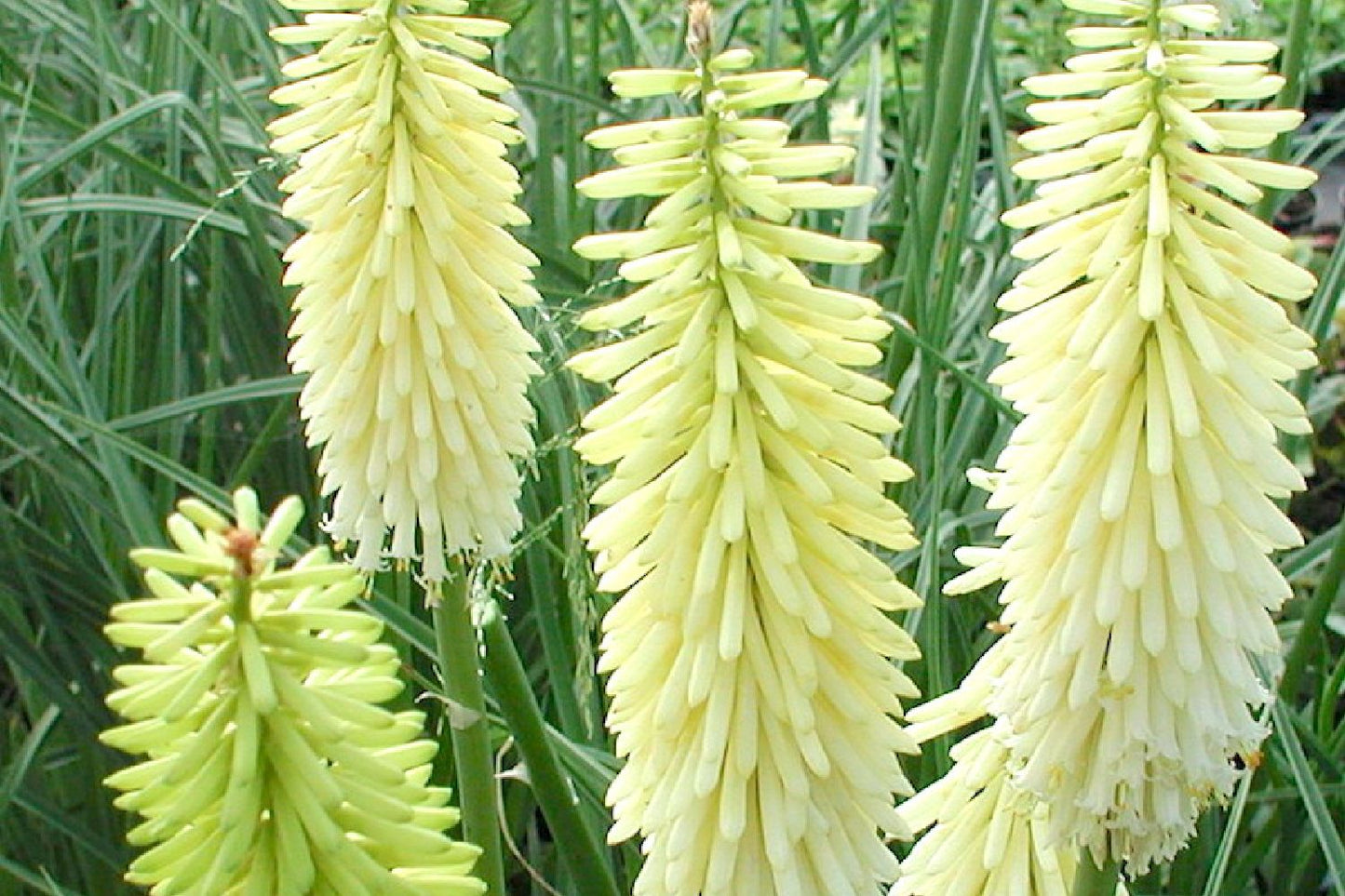 Kniphofia uvaria 'Ice Queen' Garten-Fackellilie