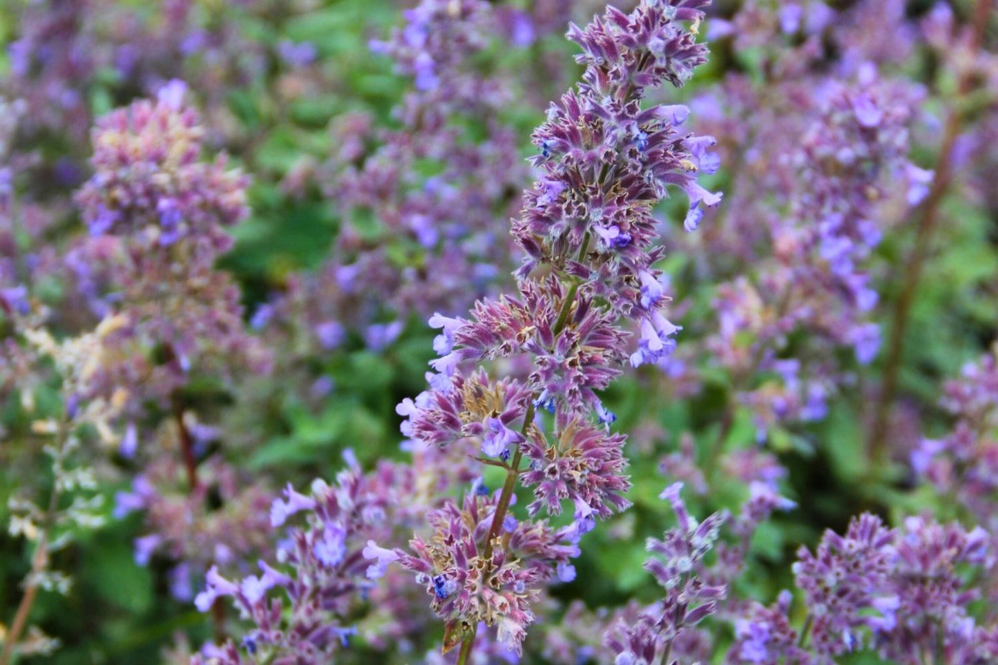 Nepeta grandiflora 'Summer Magic' Großblütige Garten-Katzenminze