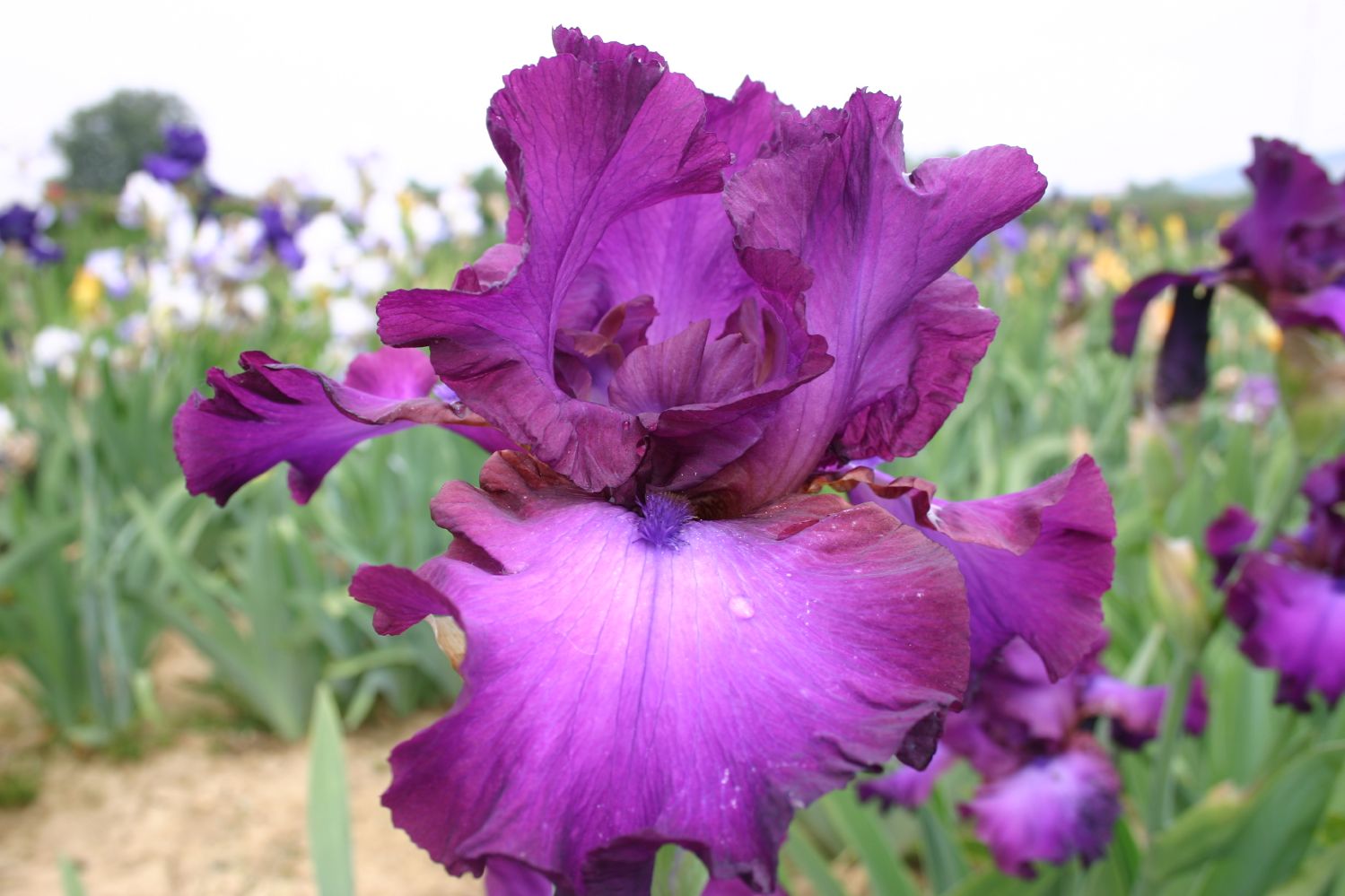 Iris Barbata-Elatior 'Gypsy Romance' Hohe Garten-Schwertlilie