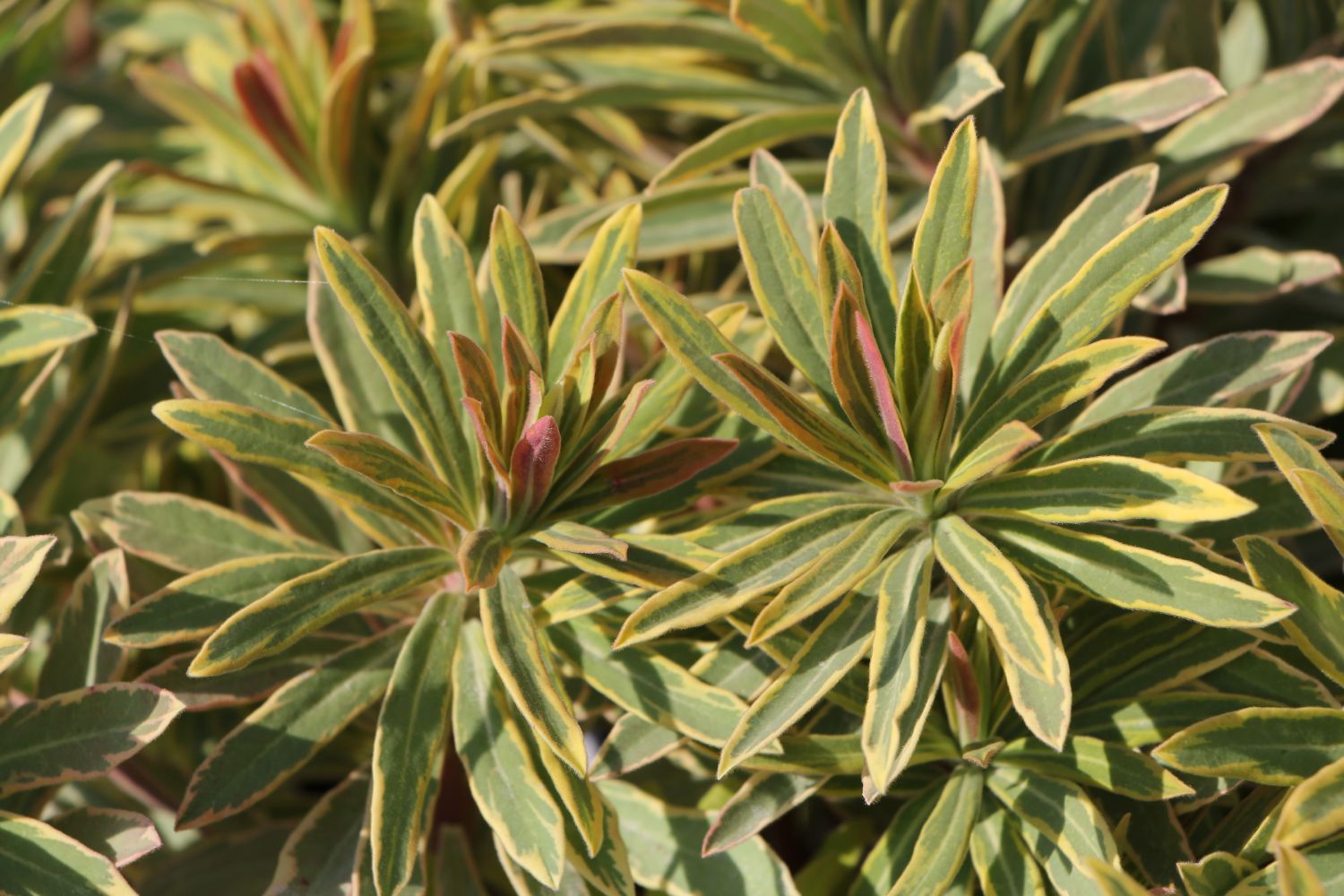 Euphorbia x martinii 'Ascot Rainbow' Busch-Wolfsmilch