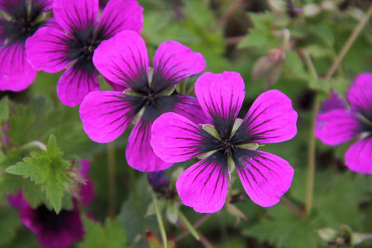 Geranium psilostemon 'Dragon Heart' Armenischer Storchschnabel