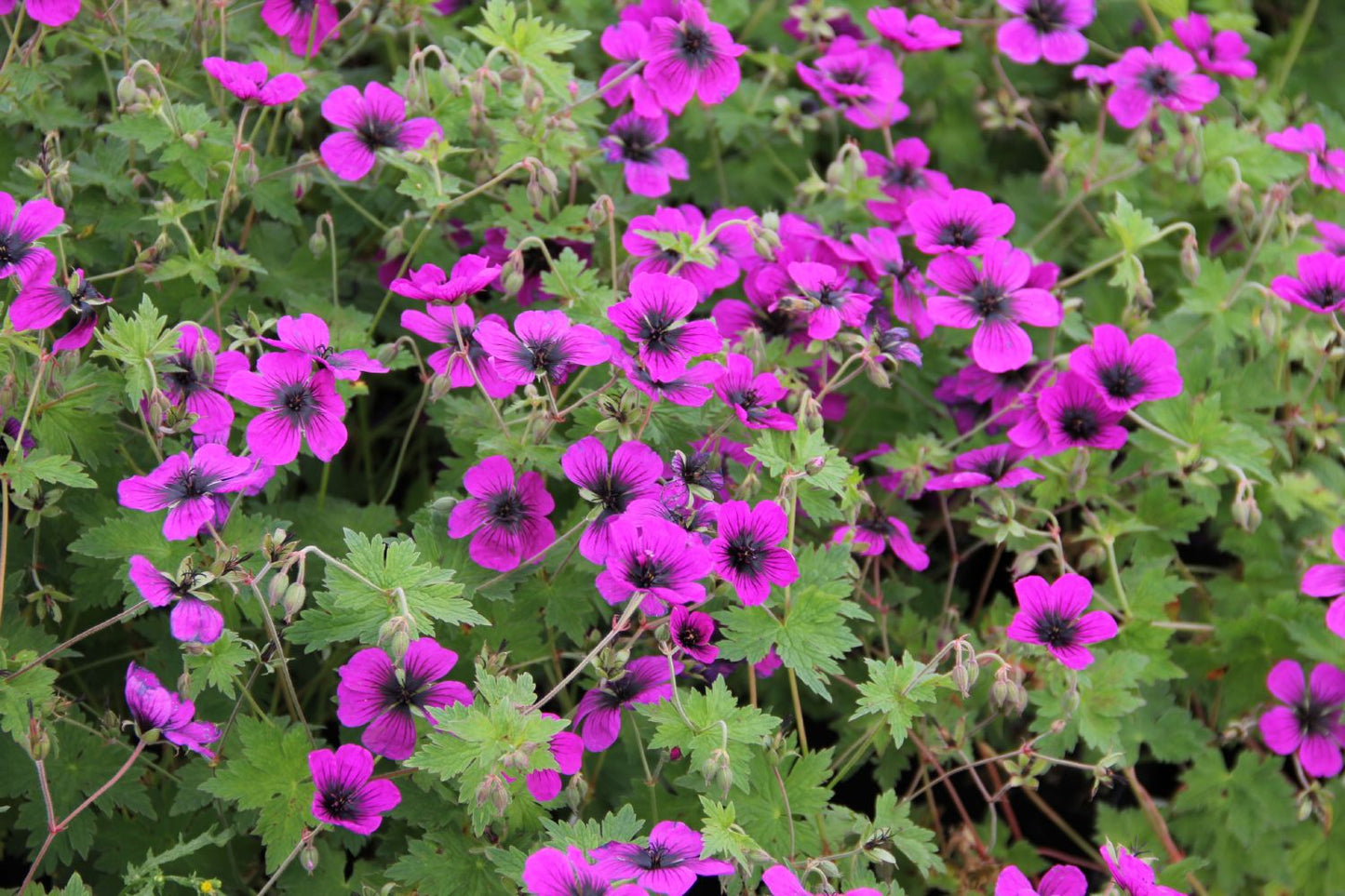 Geranium psilostemon 'Dragon Heart' (Armenischer Storchschnabel)