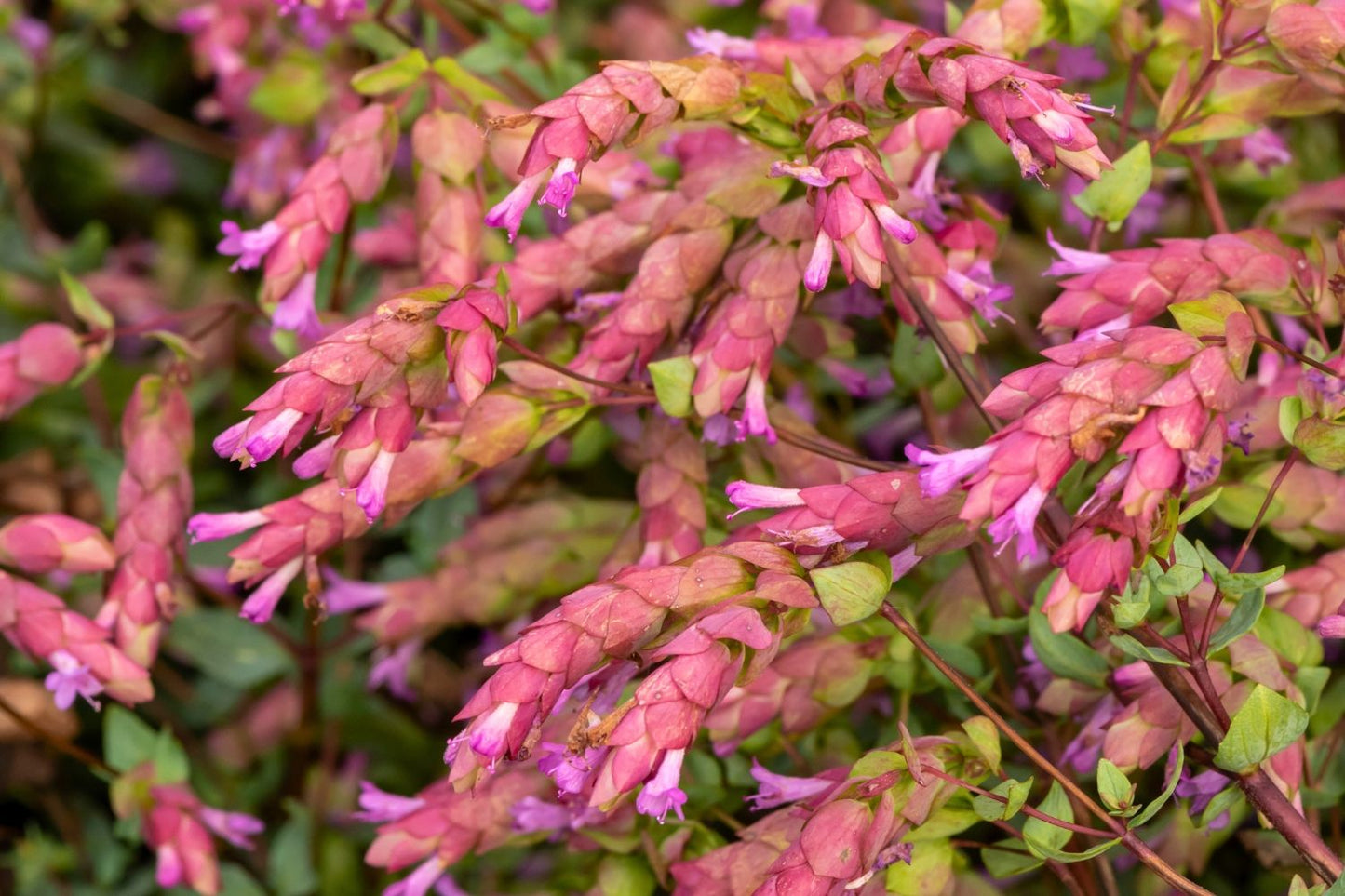 Origanum amanum 'Bristol Cross' Türkischer Majoran