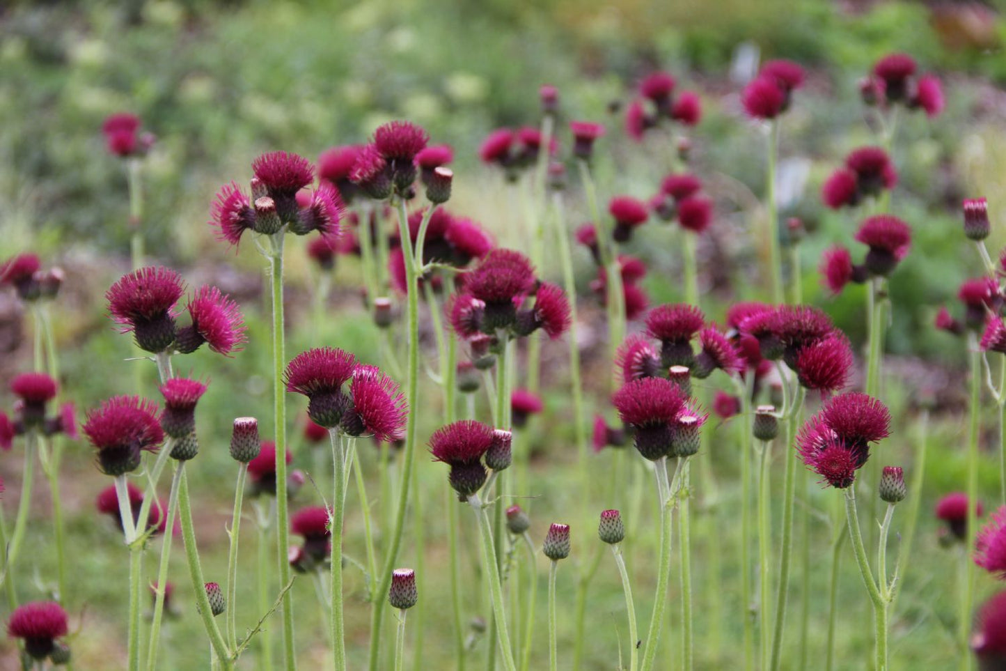 Cirsium rivulare 'Atropurpureum' (Purpurdistel)
