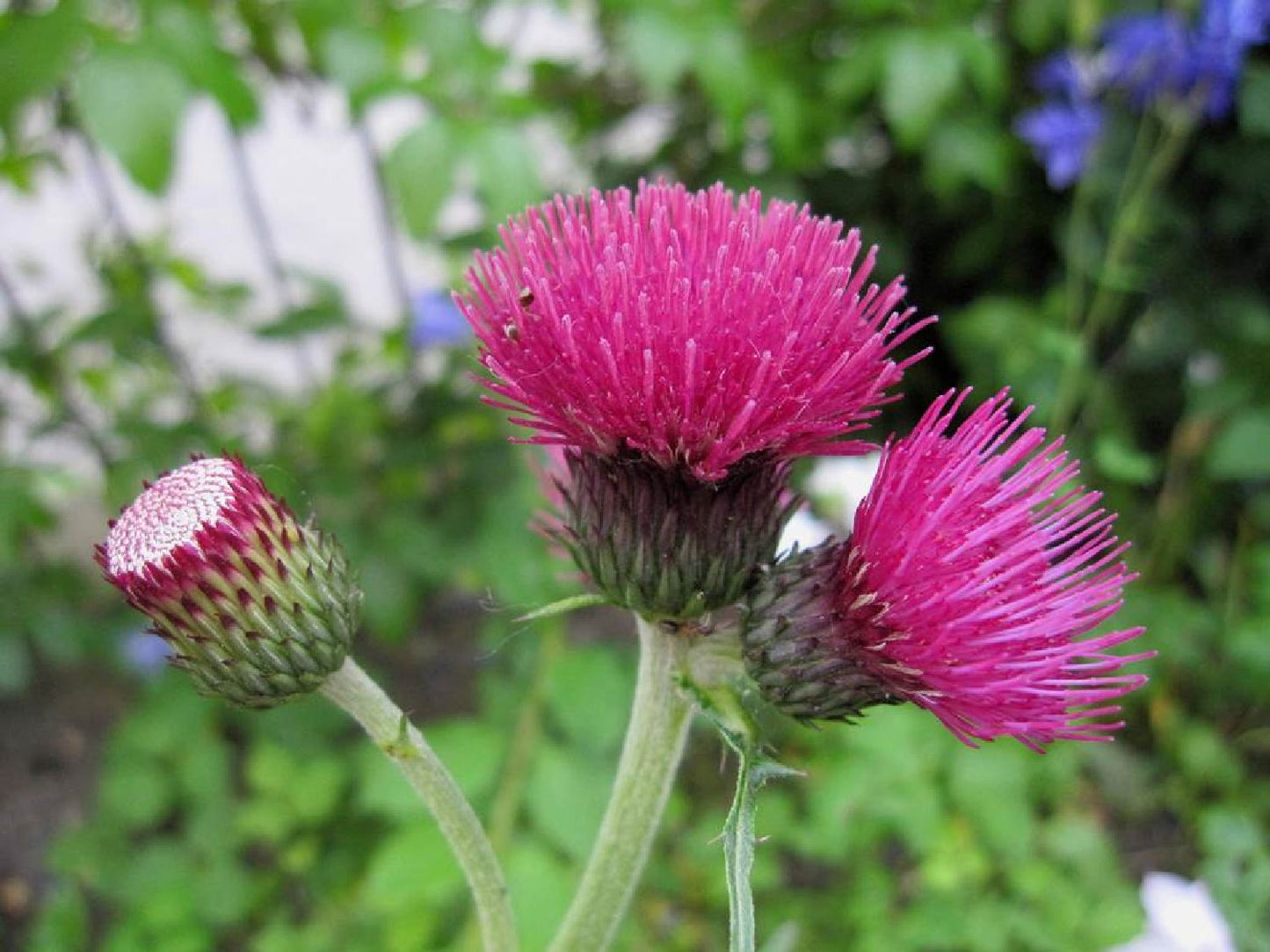 Cirsium rivulare 'Atropurpureum' (Purpurdistel)