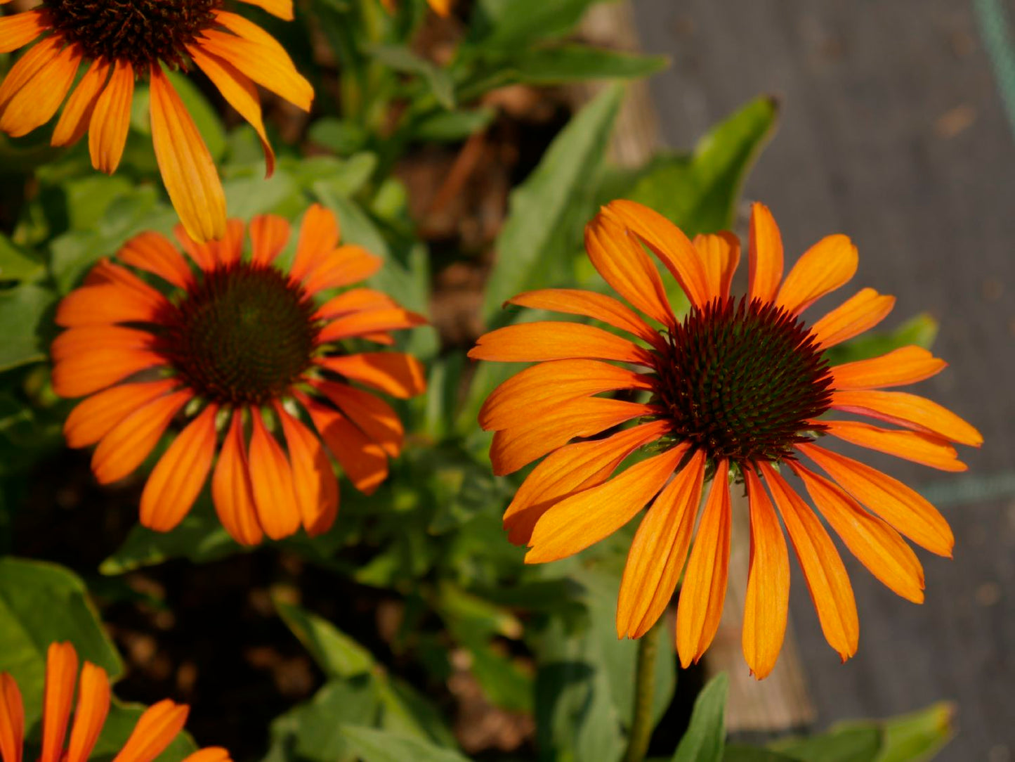Echinacea 'Tangerine Dream' ® (Scheinsonnenhut)