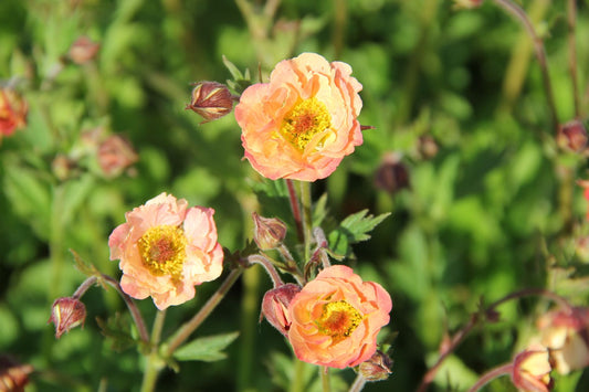 Geum 'Mai Tai' Nelkenwurz