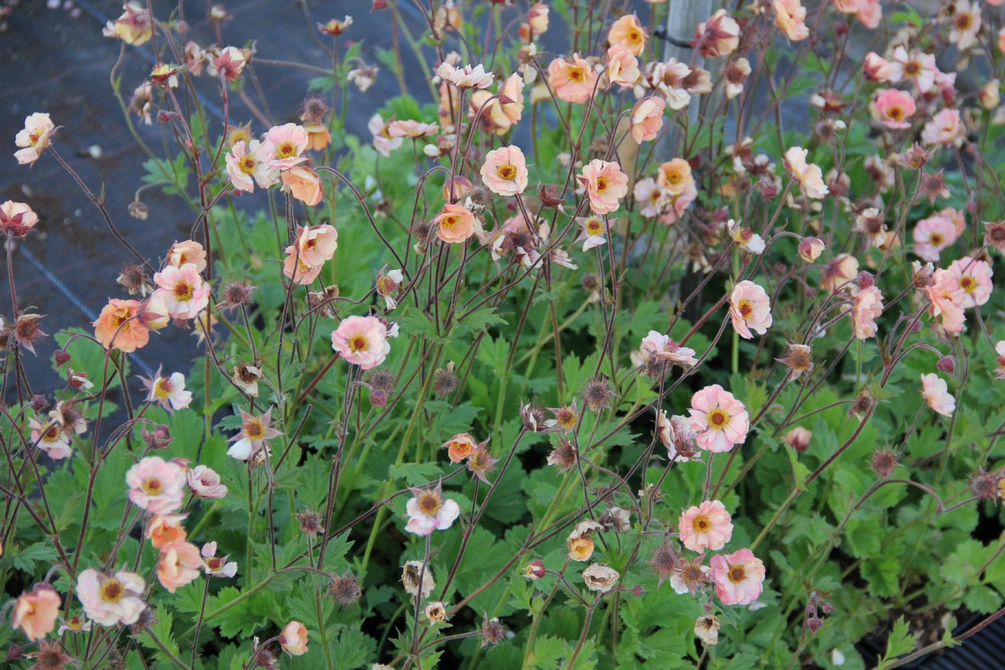 Geum 'Mai Tai' (Nelkenwurz)