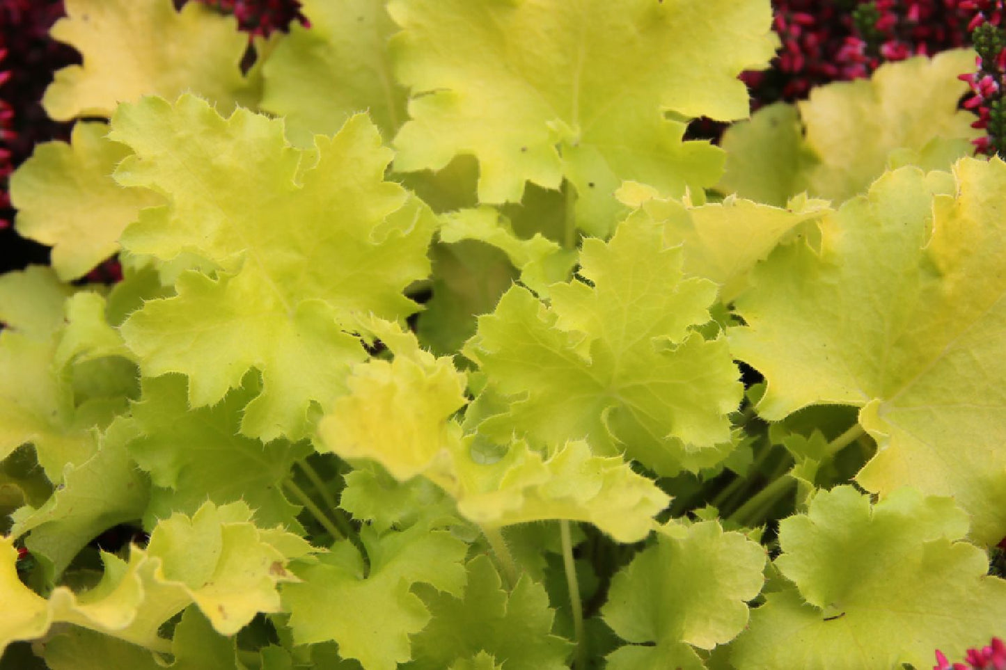 Heuchera 'Lime Marmalade' Garten-Purpurglöckchen Heuchera 'Lime Marmalade' Garten-Purpurglöckchen