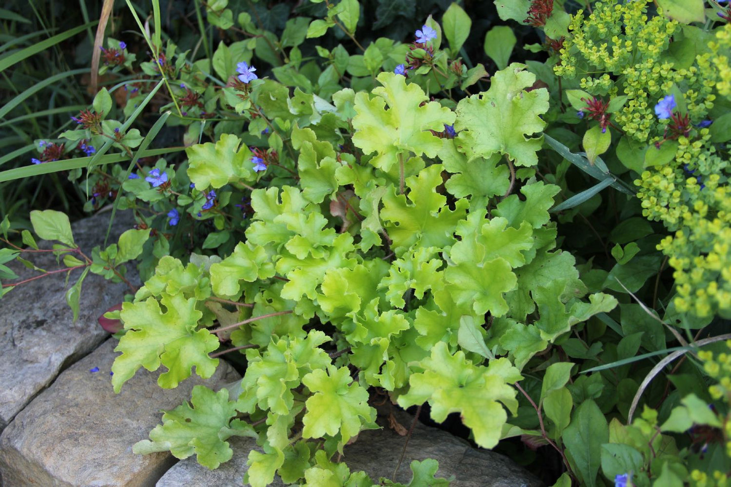 Heuchera 'Lime Marmalade' (Garten-Purpurglöckchen) Heuchera 'Lime Marmalade' (Garten-Purpurglöckchen)