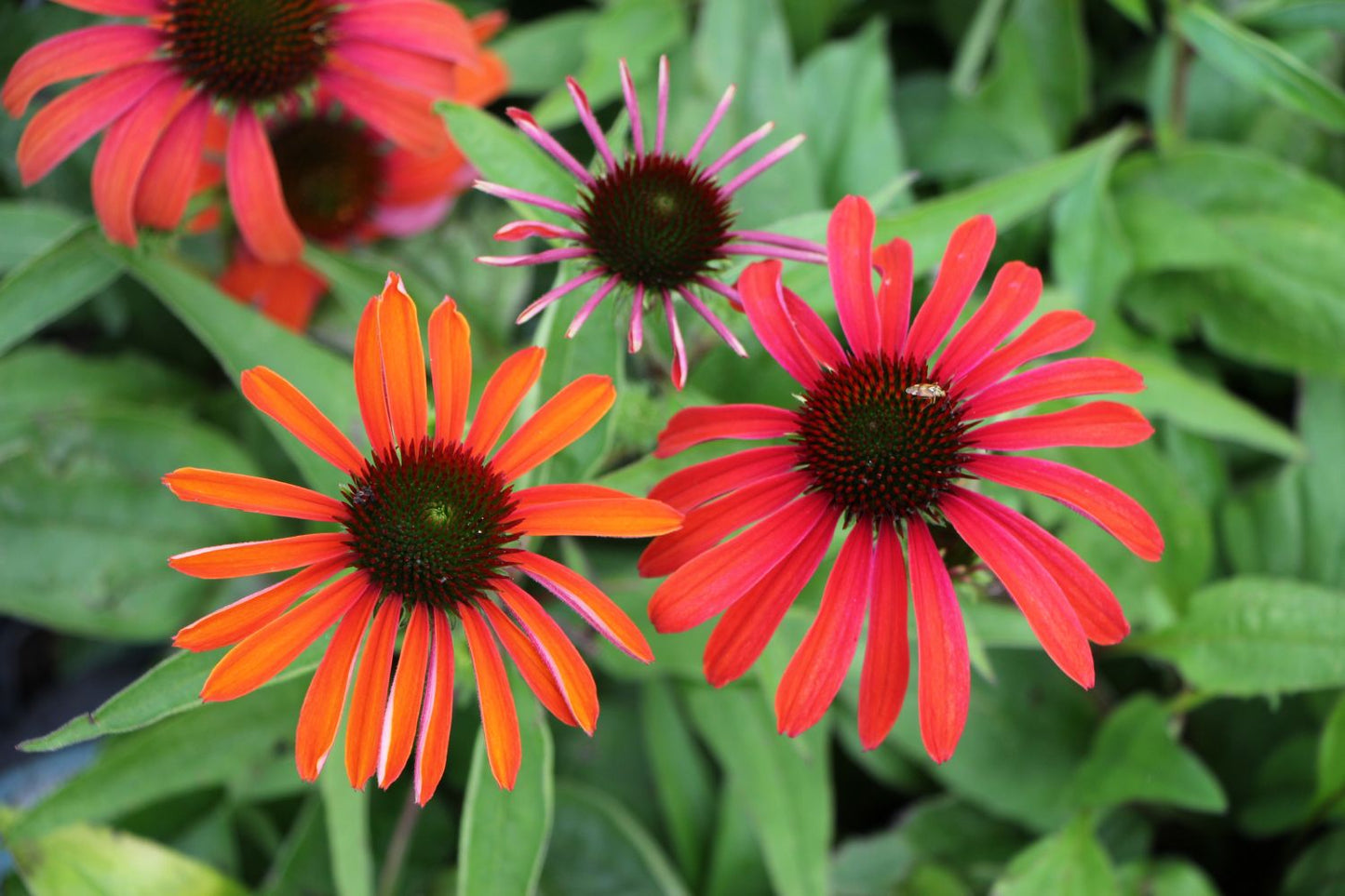 Echinacea 'Julia' Scheinsonnenhut Echinacea 'Julia' Scheinsonnenhut