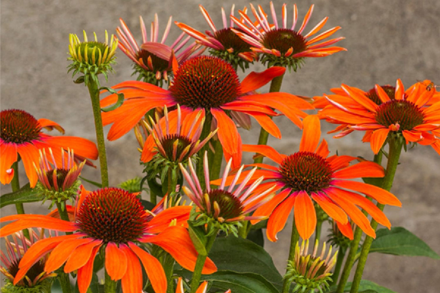 Echinacea 'Julia' (Scheinsonnenhut) Echinacea 'Julia' (Scheinsonnenhut)