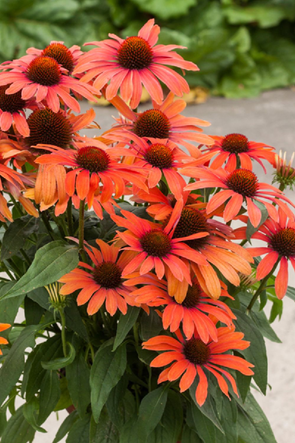 Echinacea 'Julia' (Scheinsonnenhut) Echinacea 'Julia' (Scheinsonnenhut)