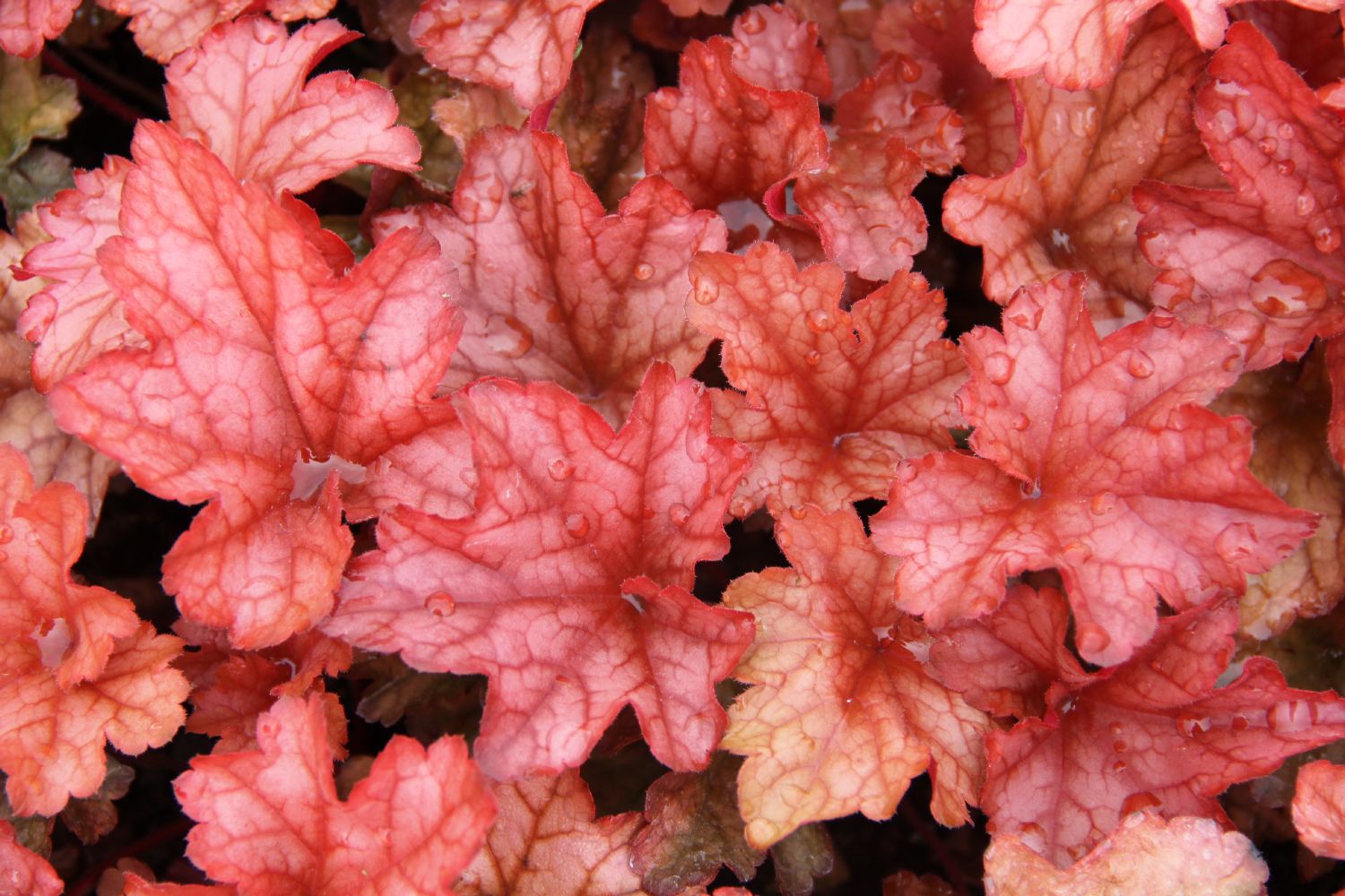 Heuchera 'Paprika' Purpurglöckchen