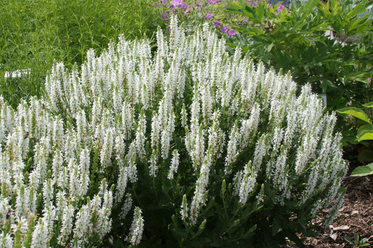 Salvia nemorosa 'Schneehügel' Ziersalbei