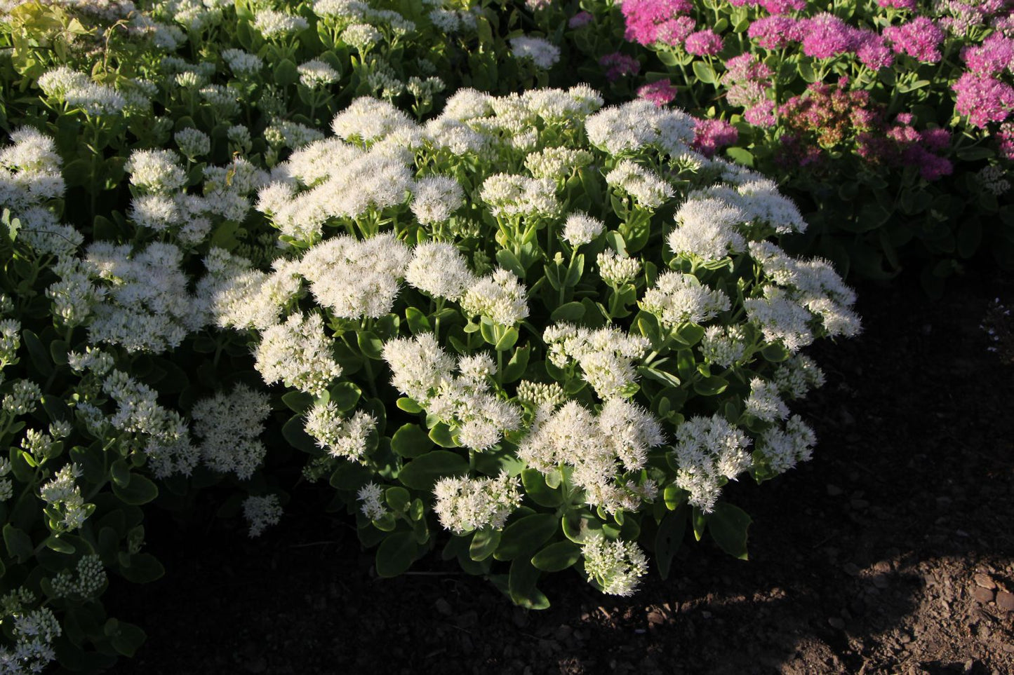 Sedum spectabile 'Stardust' (Prächtige Fetthenne)