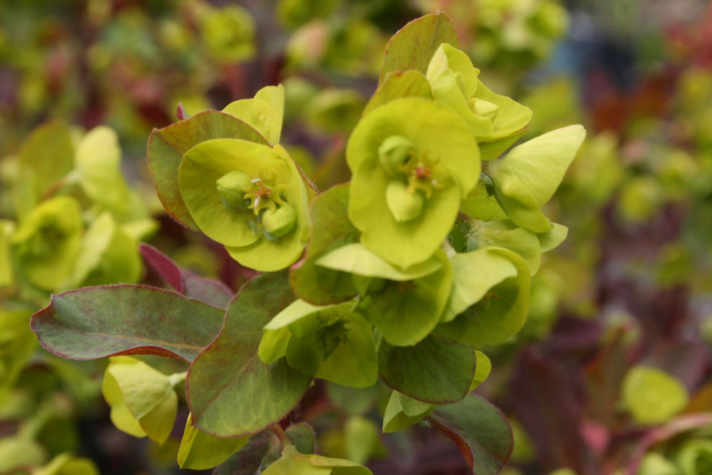 Euphorbia amygdaloides 'Purpurea' Purpur-Mandel-Wolfsmilch