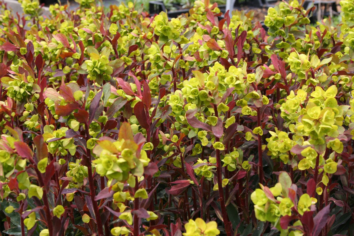 Euphorbia amygdaloides 'Purpurea' (Purpur-Mandel-Wolfsmilch)