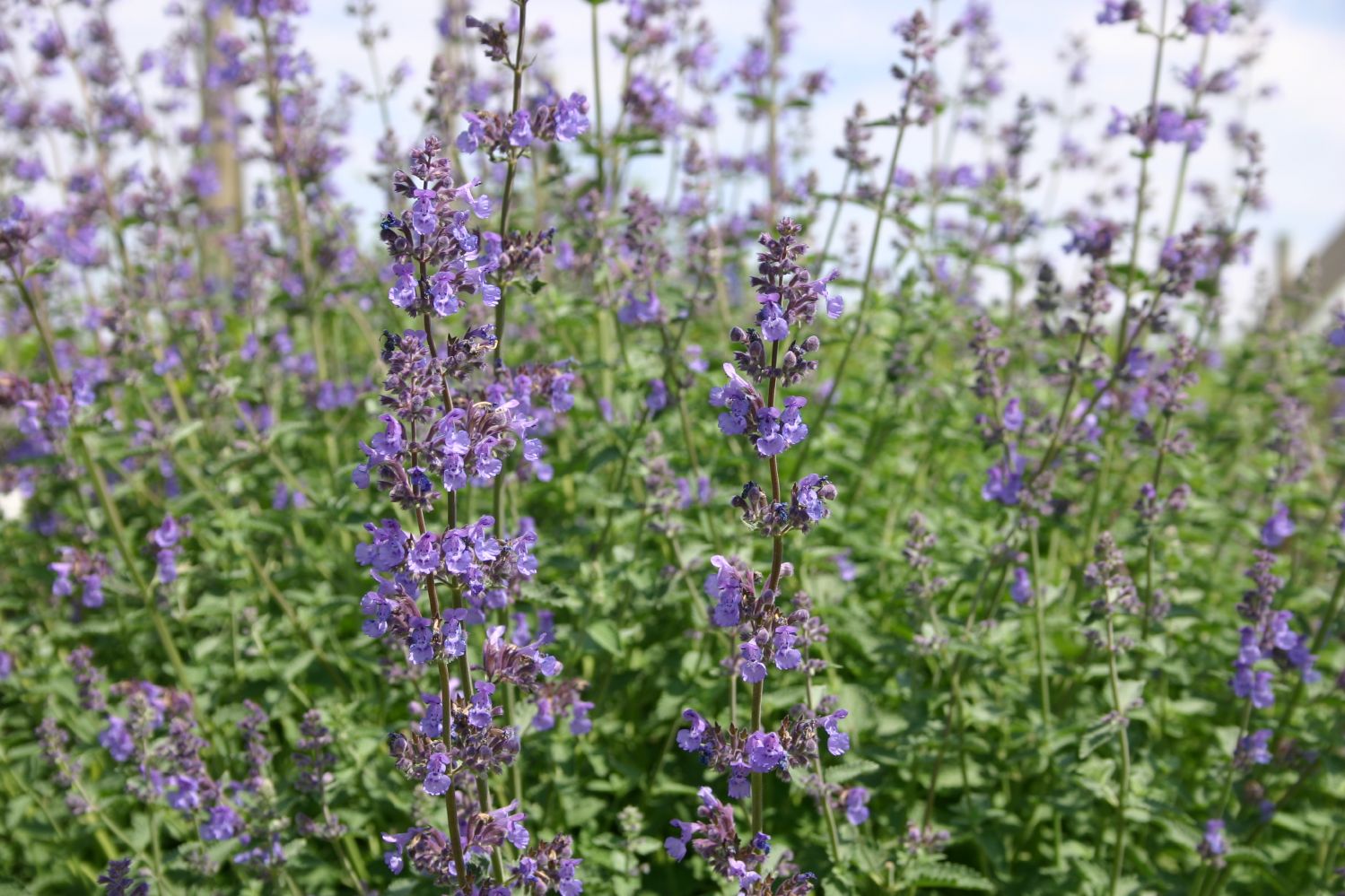 Nepeta x faassenii 'Walkers Low' Traubige Katzenminze