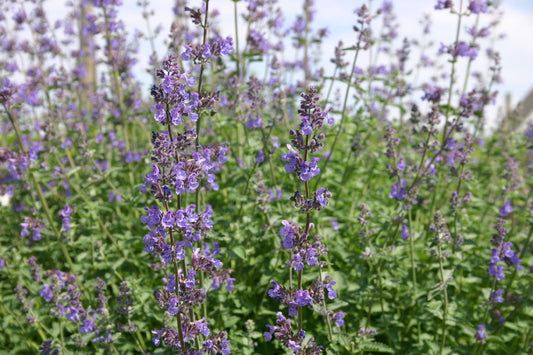 Nepeta x faassenii 'Walkers Low' Traubige Katzenminze