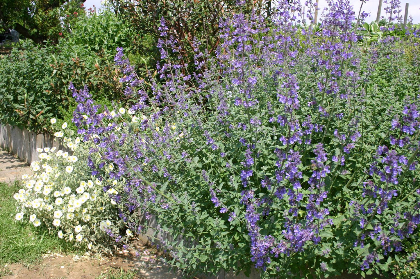 Nepeta x faassenii 'Walkers Low' (Traubige Katzenminze)
