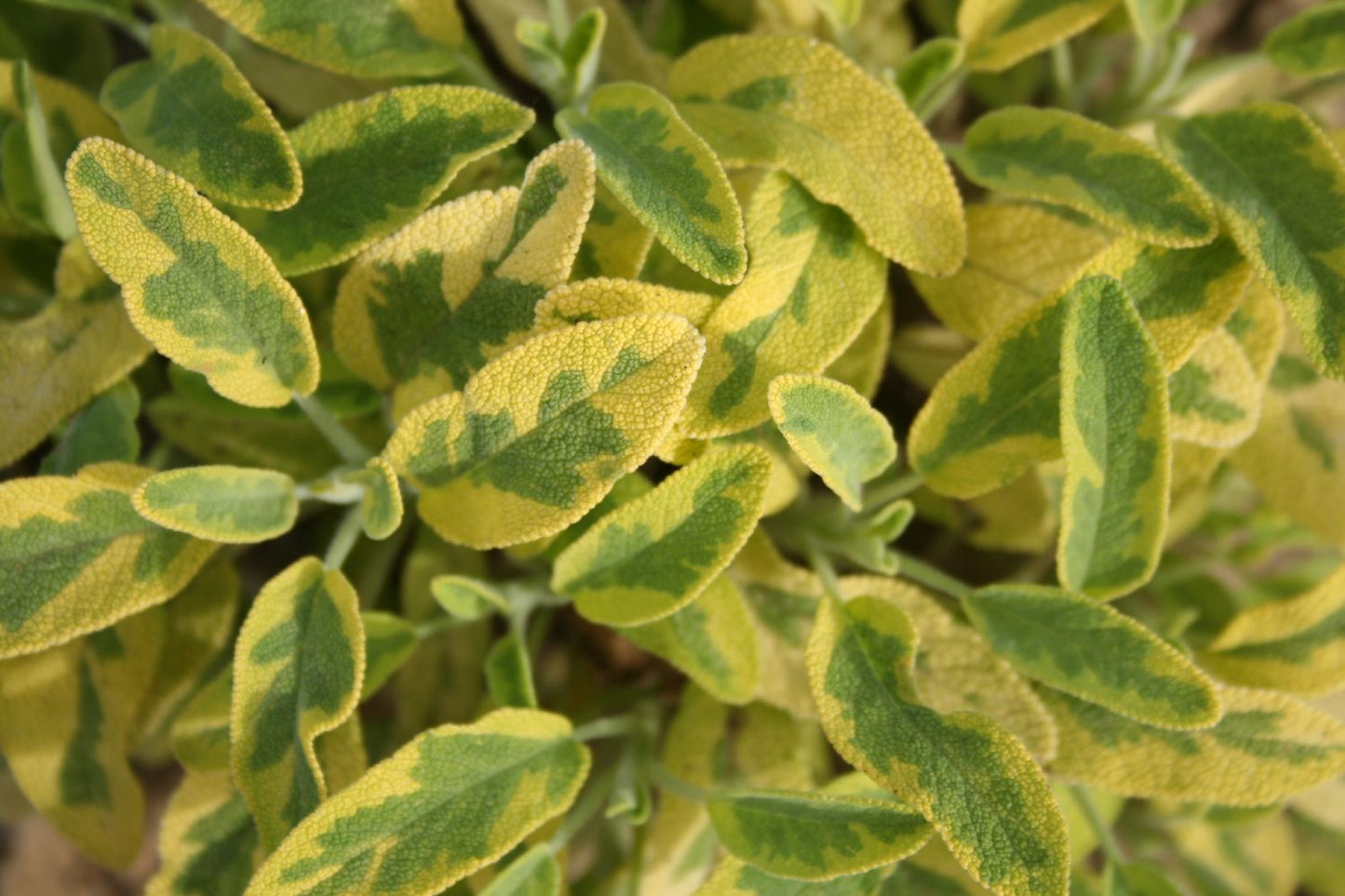 Salvia officinalis 'Icterina' Buntblättriger Garten-Salbei