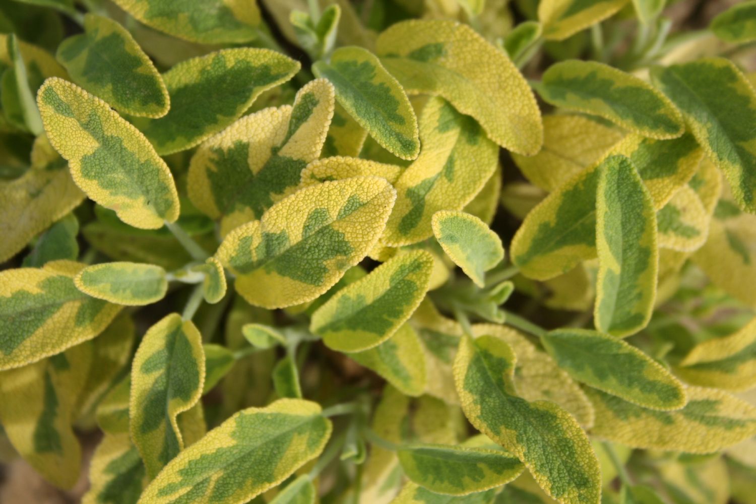 Salvia officinalis 'Icterina' Buntblättriger Garten-Salbei