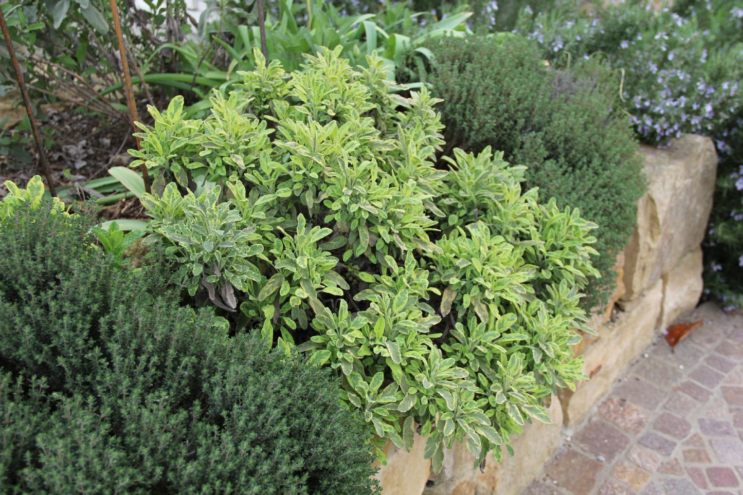 Salvia officinalis 'Icterina' (Buntblättriger Garten-Salbei)