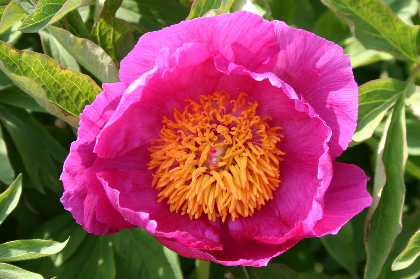 Paeonia mollis Weiche Pfingstrose