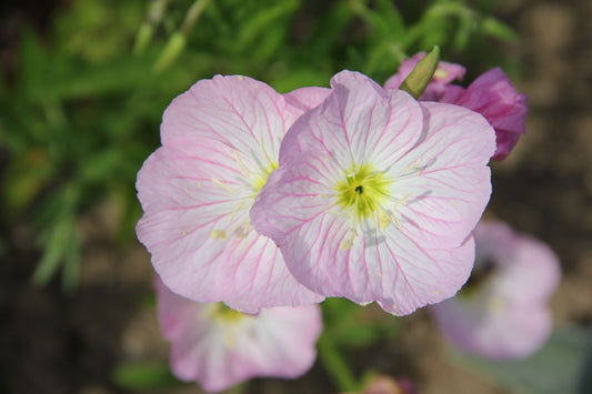 Oenothera speciosa 'Siskiyou' Nachtkerze