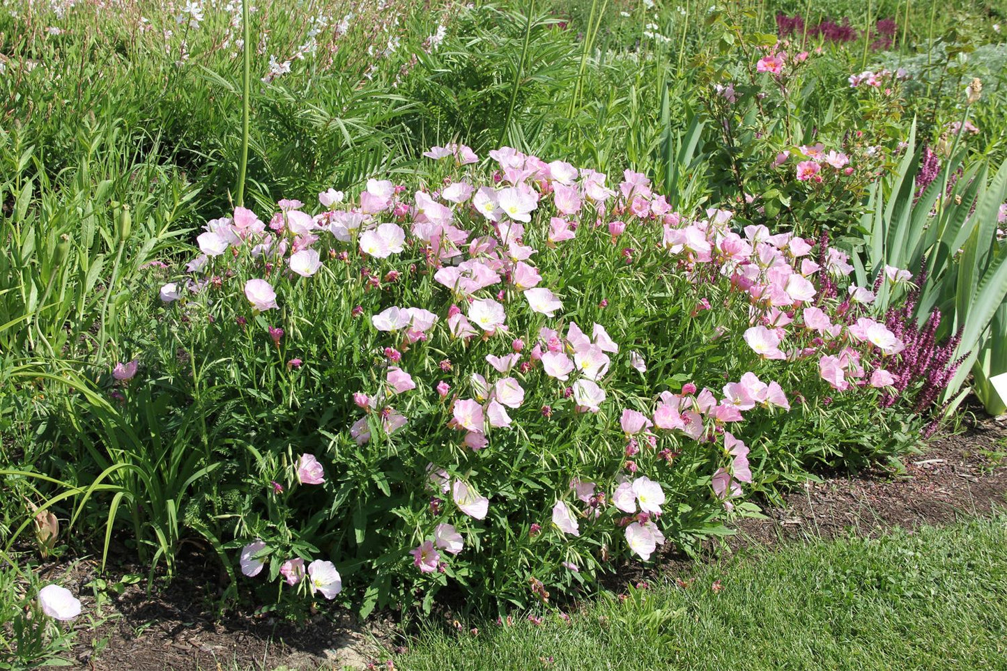 Oenothera speciosa 'Siskiyou' (Nachtkerze)
