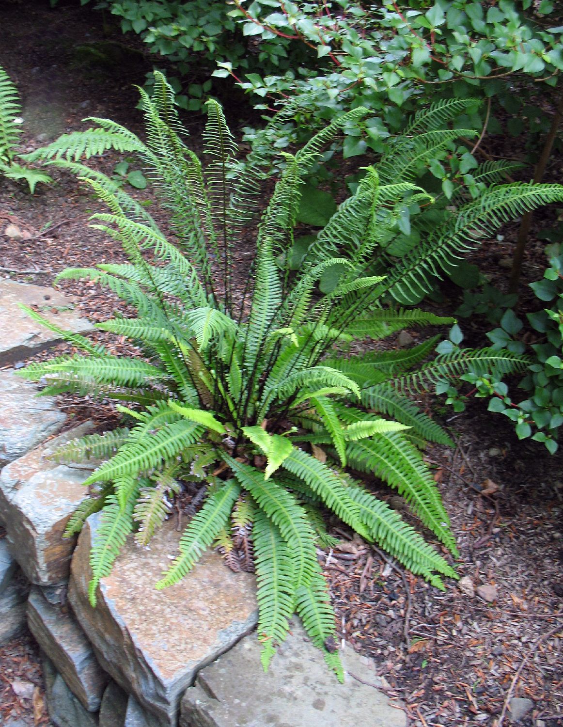 Blechnum spicant Gewöhnlicher Rippenfarn