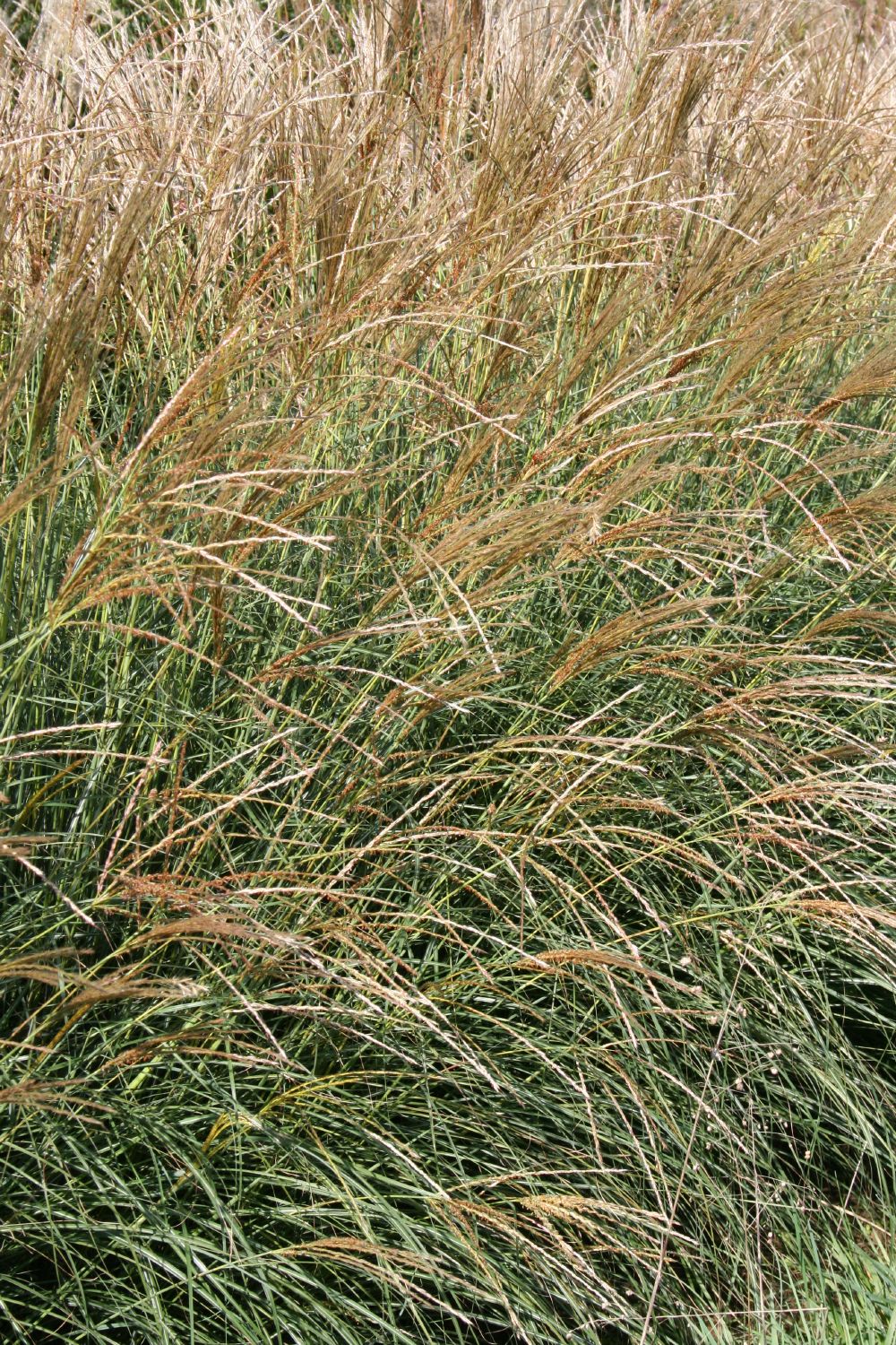 Miscanthus sinensis 'Yakushima Dwarf' (Halbhohes Chinaschilf)