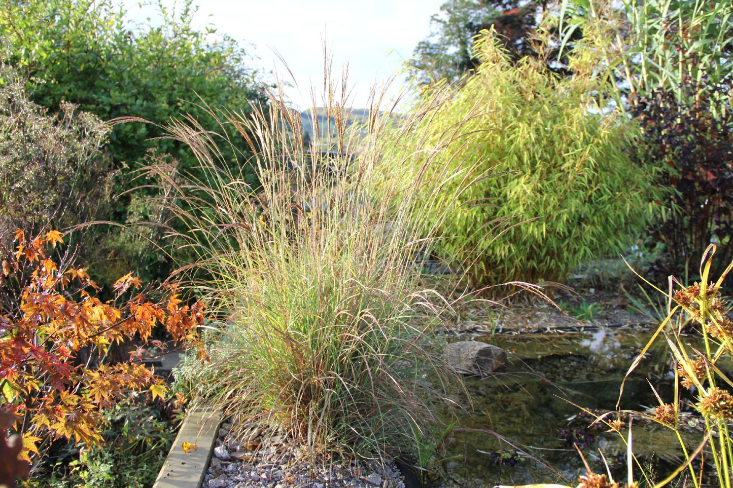 Miscanthus sinensis 'Yakushima Dwarf' (Halbhohes Chinaschilf)