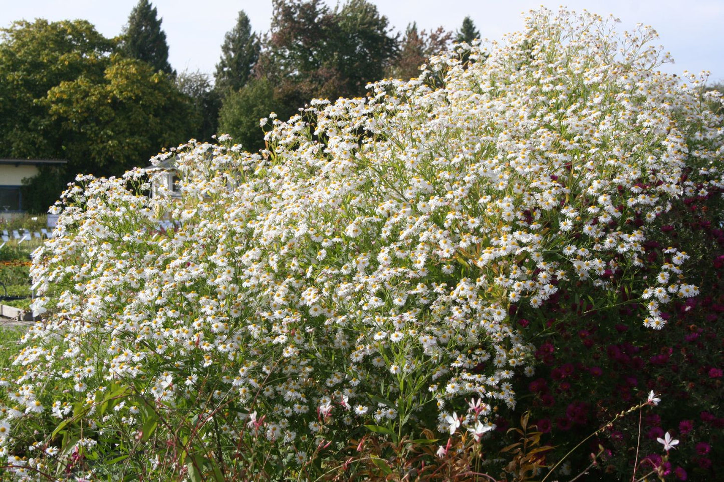 Boltonia asteroides 'Snowbank' (Sternwolkenaster)