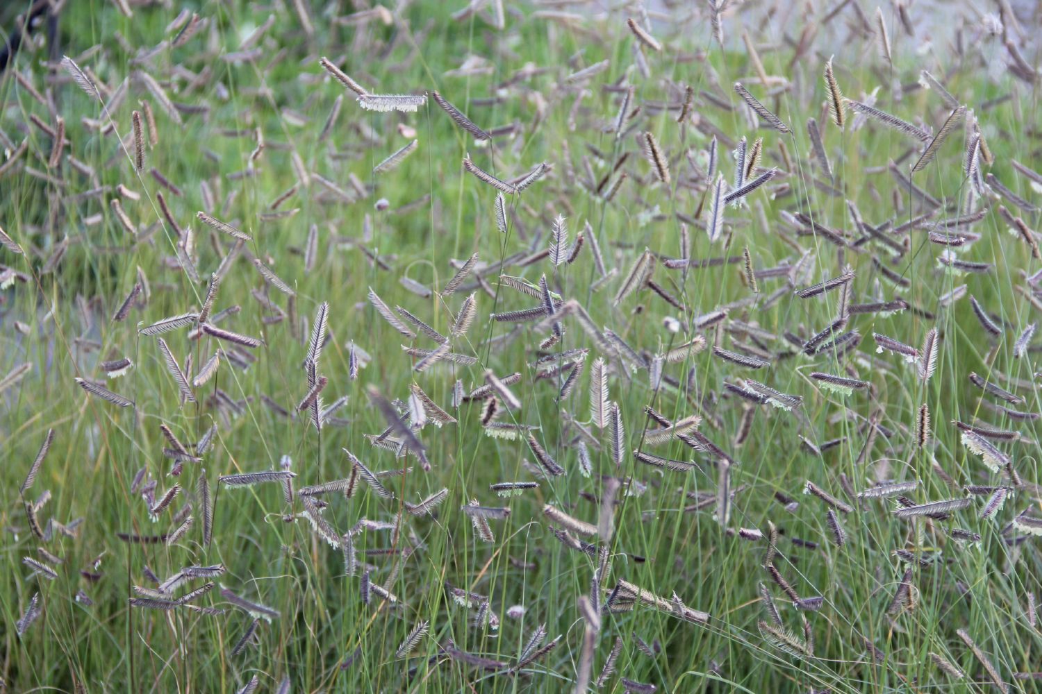 Bouteloua gracilis Schlankes Moskitogras