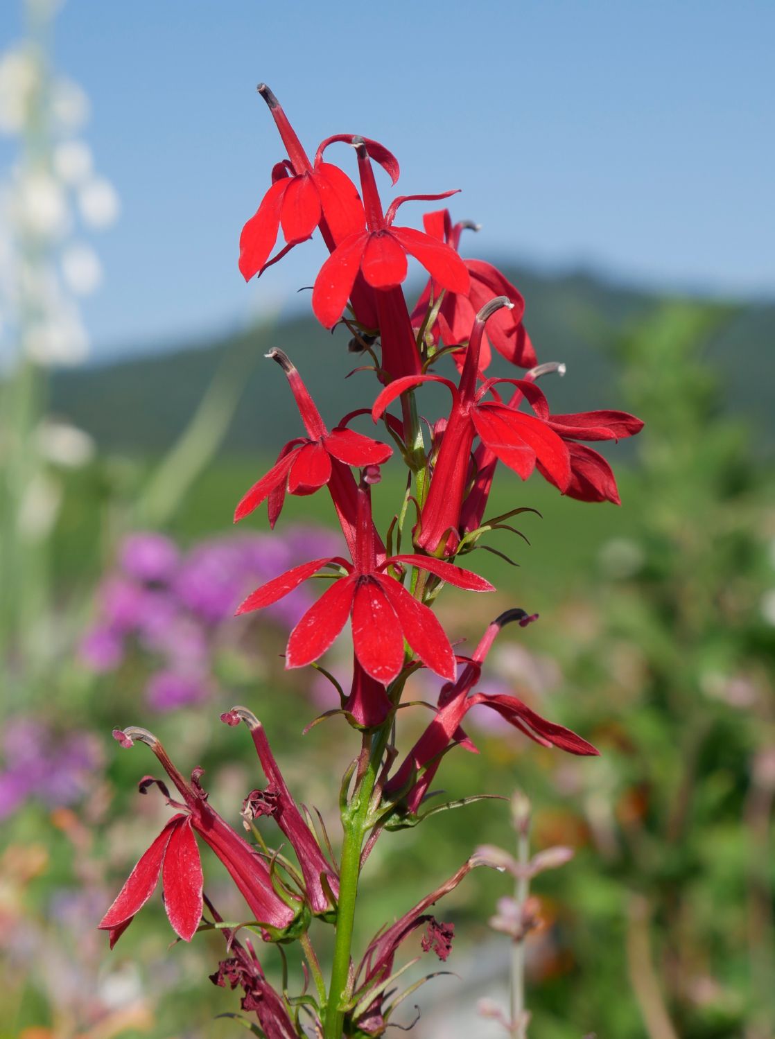 Lobelia cardinalis Leuchtende Lobelie