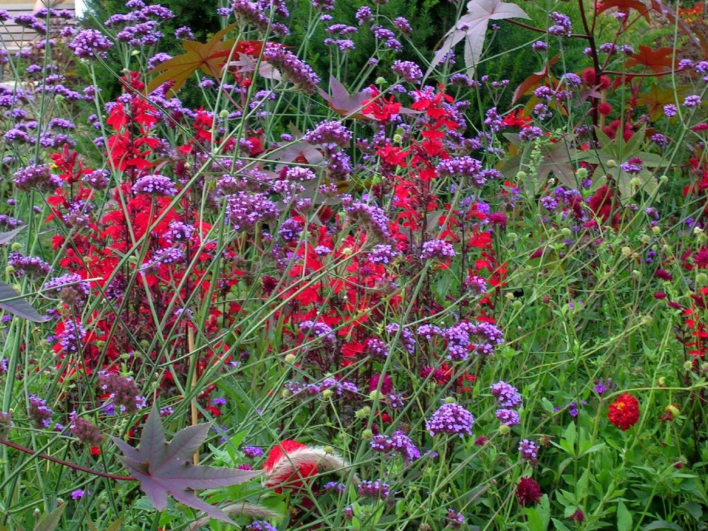 Lobelia cardinalis (Leuchtende Lobelie)