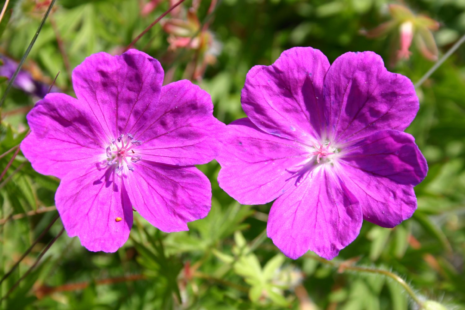 Geranium sanguineum 'Max Frei' Garten-Blut-Storchschnabel
